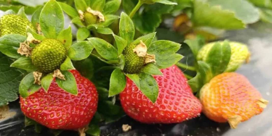 4 mevsim hasat ediliyor: Kilosu 200 TL’den üreticinin cebi para görüyor! 5